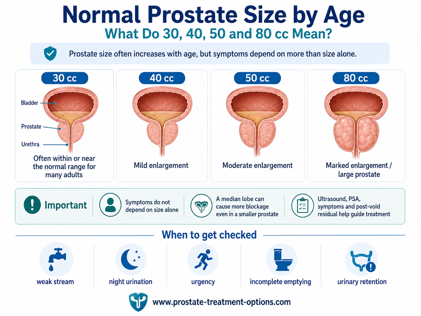 Normal prostate size by age infographic comparing 30, 40, 50 and 80 cc prostate volumes